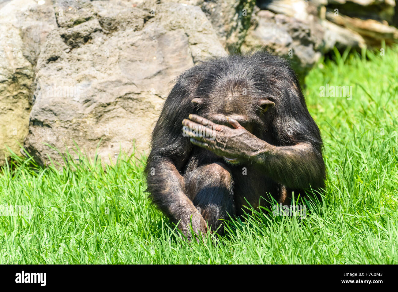 Afrikanische Schimpansen versteckt sein Gesicht Stockfoto
