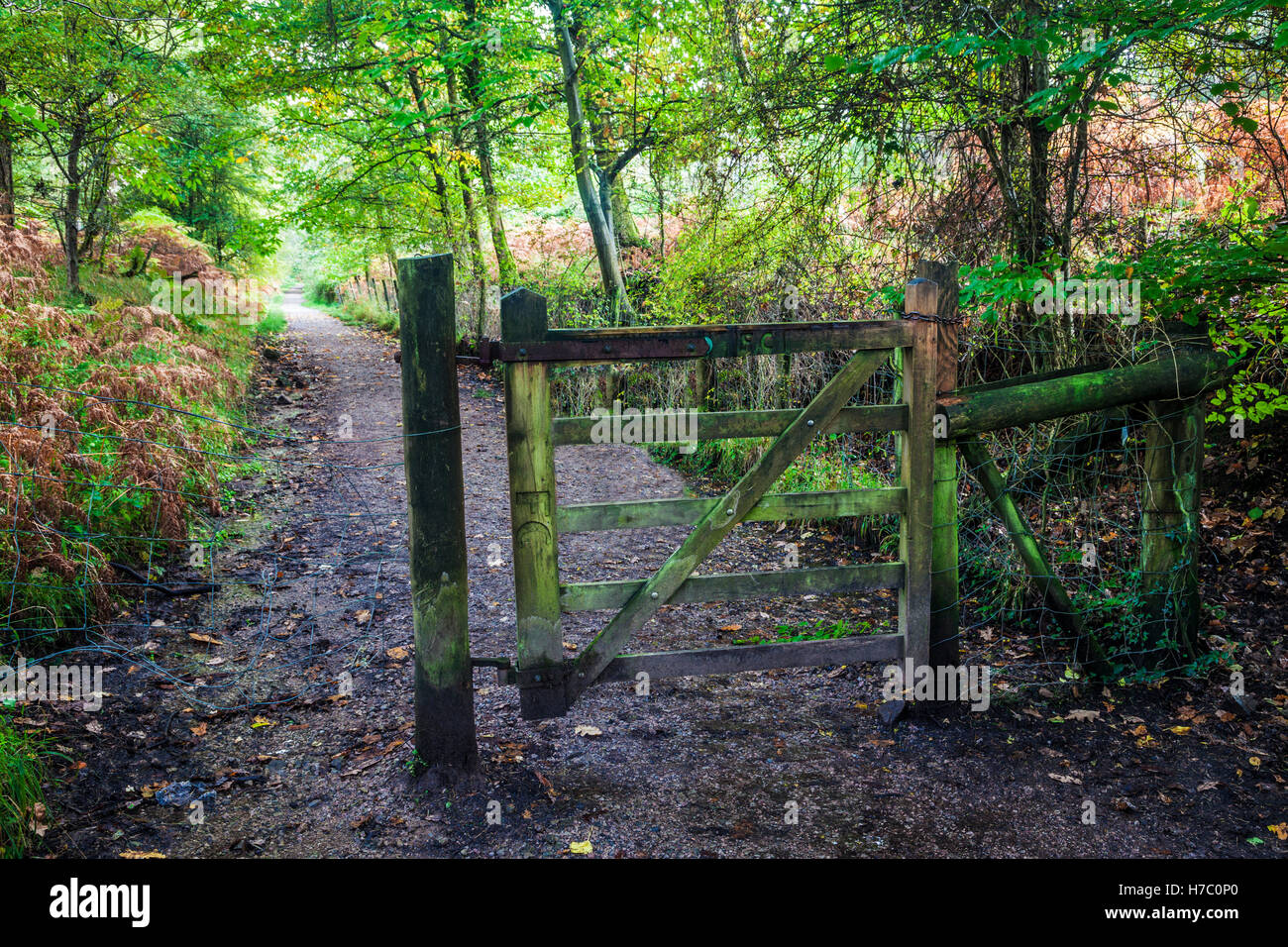 Holztor auf einem Wanderweg in den Wald des Dekans, Gloucestershire. Stockfoto