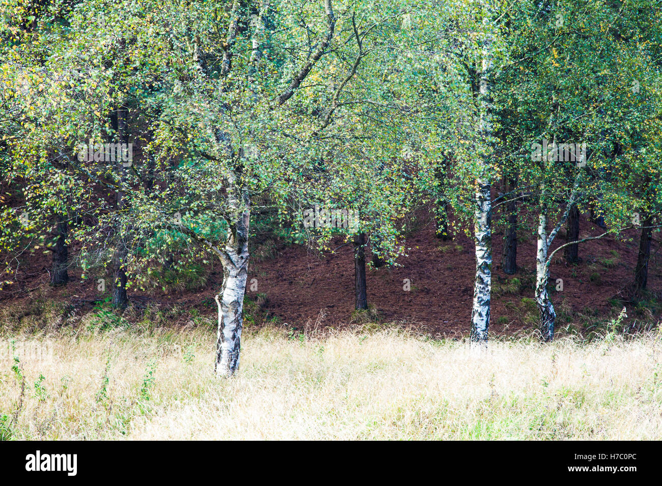 Herbstliche Silber Birken, Betula Pendel in Wald des Dekans, Gloucestershire. Stockfoto