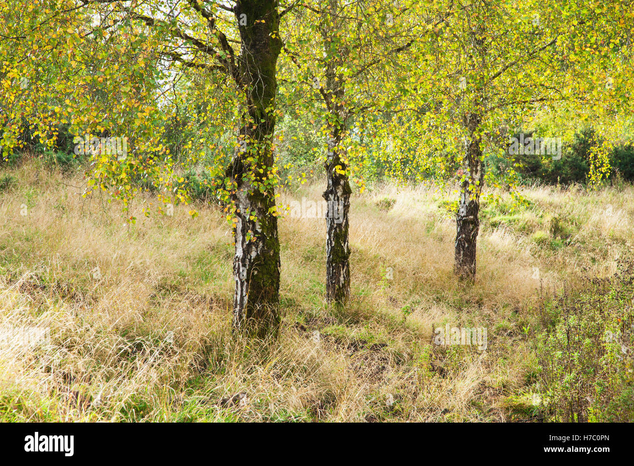 Herbstliche Silber Birken, Betula Pendel in Wald des Dekans, Gloucestershire. Stockfoto