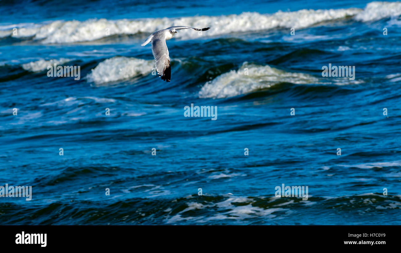 Möwe Fliegt Über Surf Und Wellen In Myrtle Beach, South Carolina Stockfoto