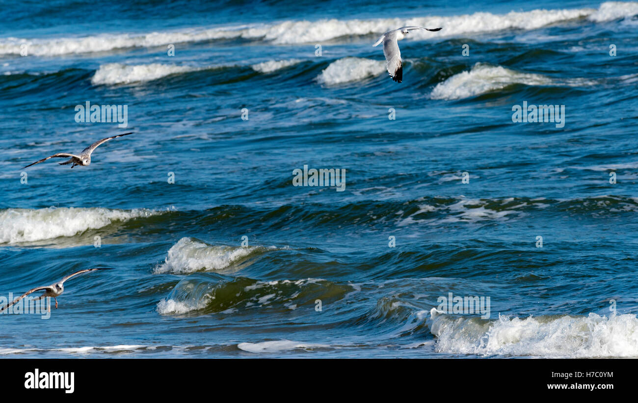 Möwen Fliegen Über Surf Und Wellen Am Myrtle Beach South Carolina 1 Stockfoto