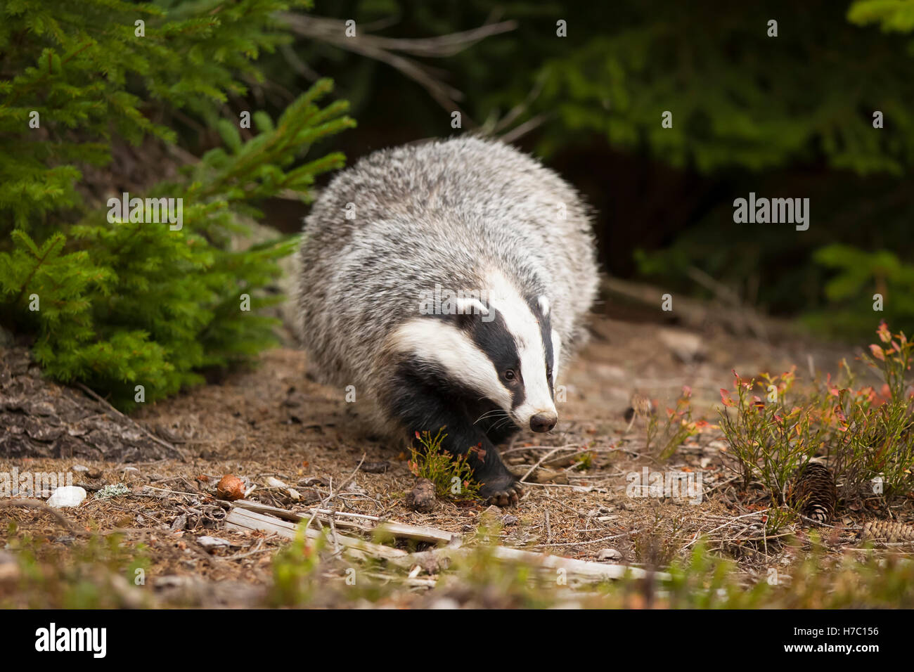 Dachs, Meles Meles, Europäischer Dachs Stockfoto