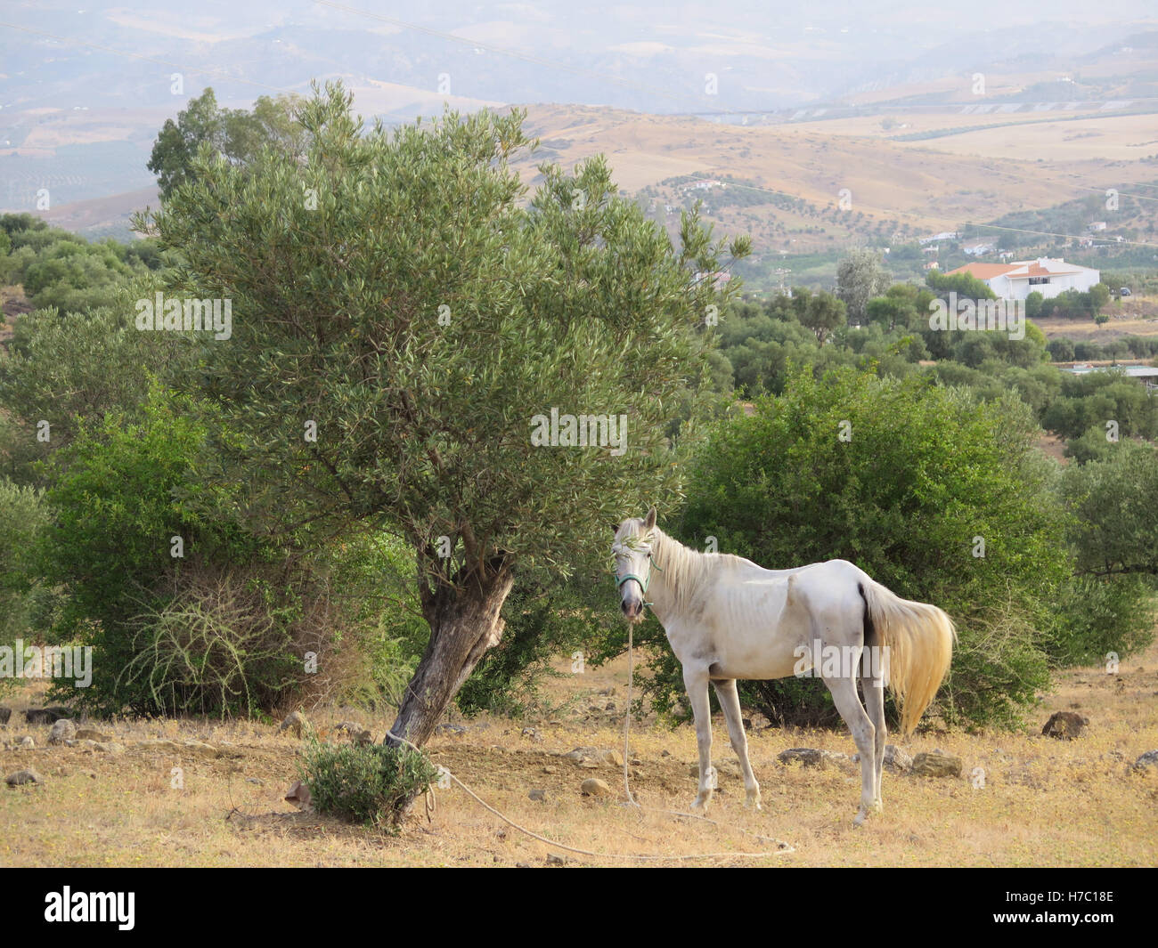 weiße unterernährte Pferd in Olivenhain in Andalusien Stockfoto
