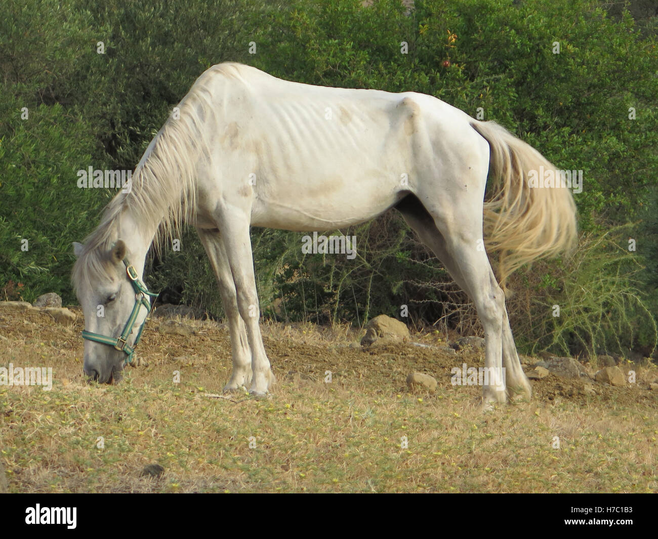 weiße unterernährte Pferd in Olivenhain in Andalusien Stockfoto