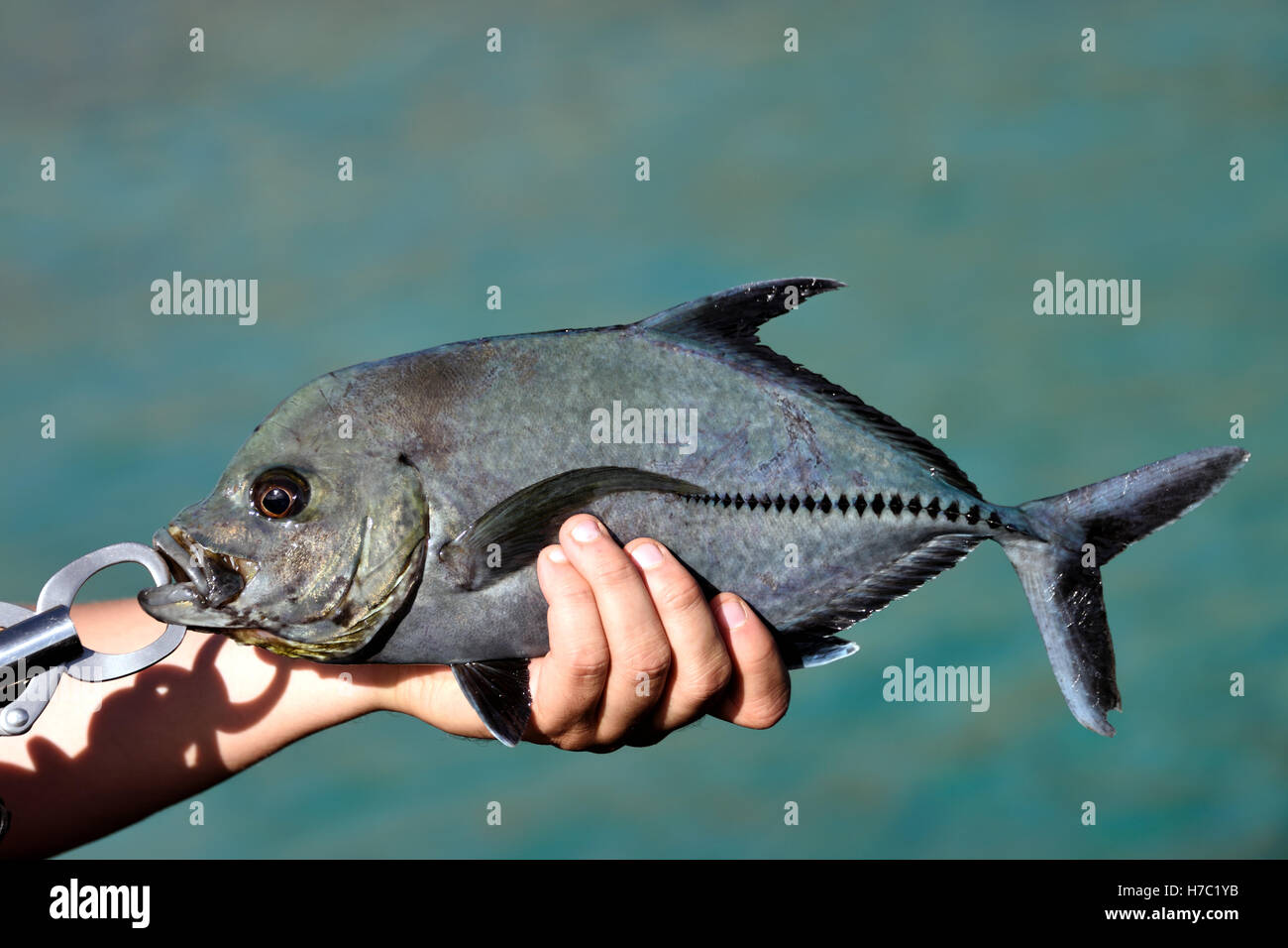 Ein Black Jack (Caranx Lugubris) Fang vom Strand in trostloser Cove auf Ascension Island Stockfoto