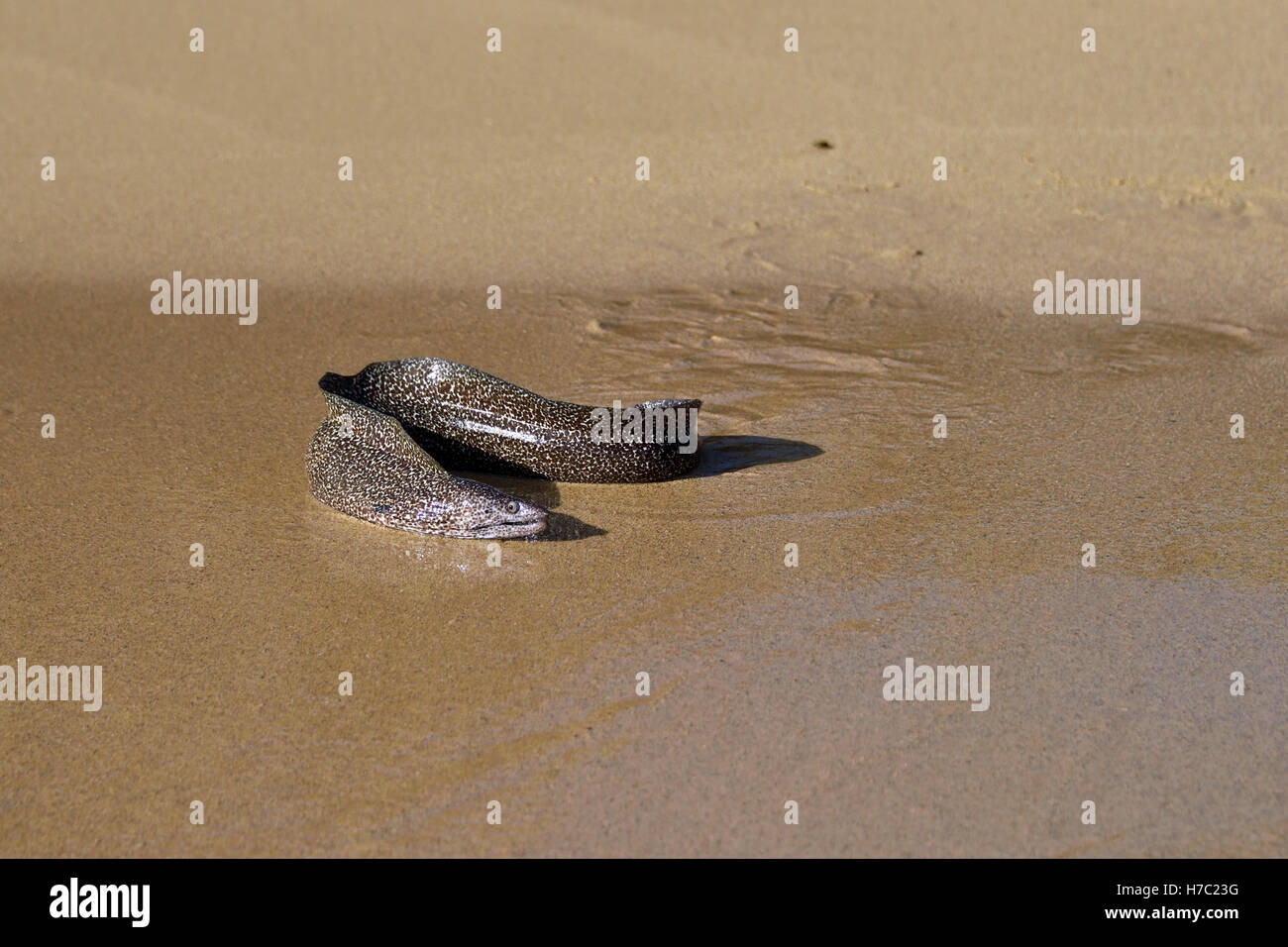 Muräne (Gymnothorax Moringa) am Strand in trostloser Bucht auf der Insel Ascension entdeckt Stockfoto