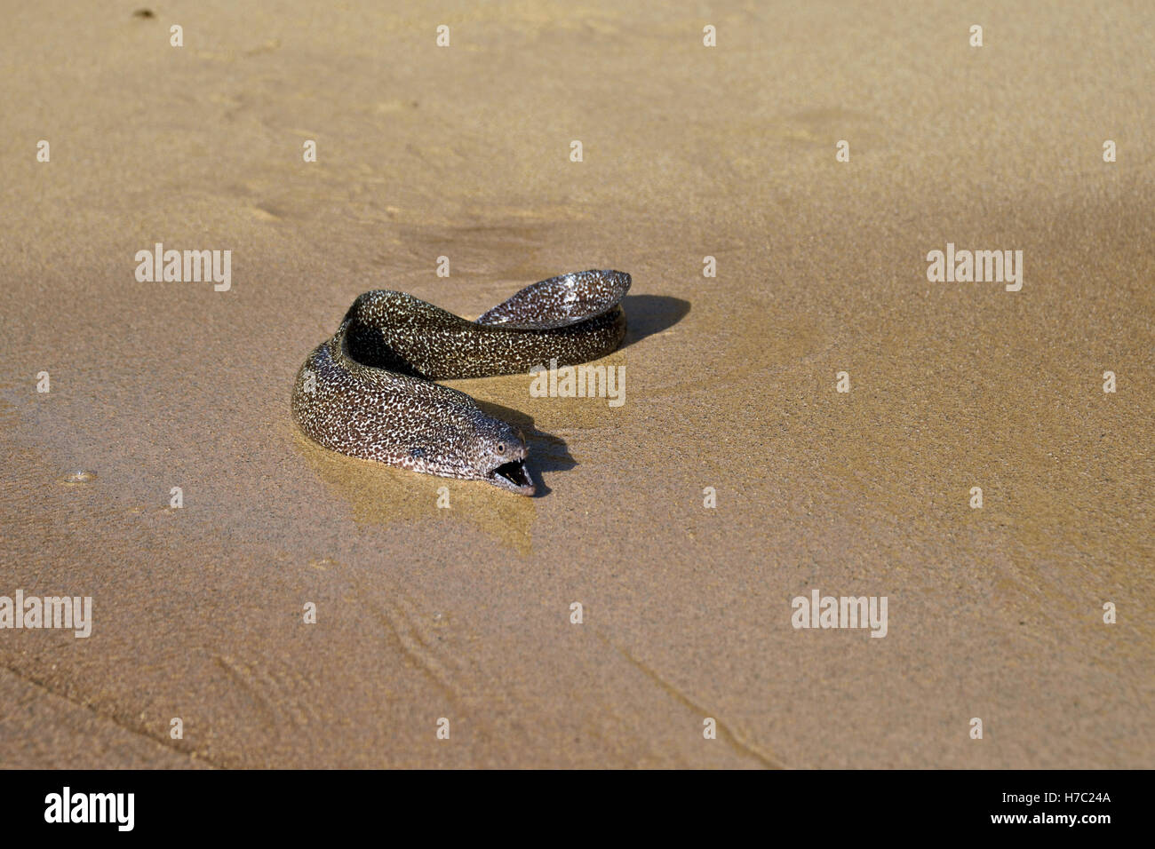 Muräne (Gymnothorax Moringa) am Strand in trostloser Bucht auf der