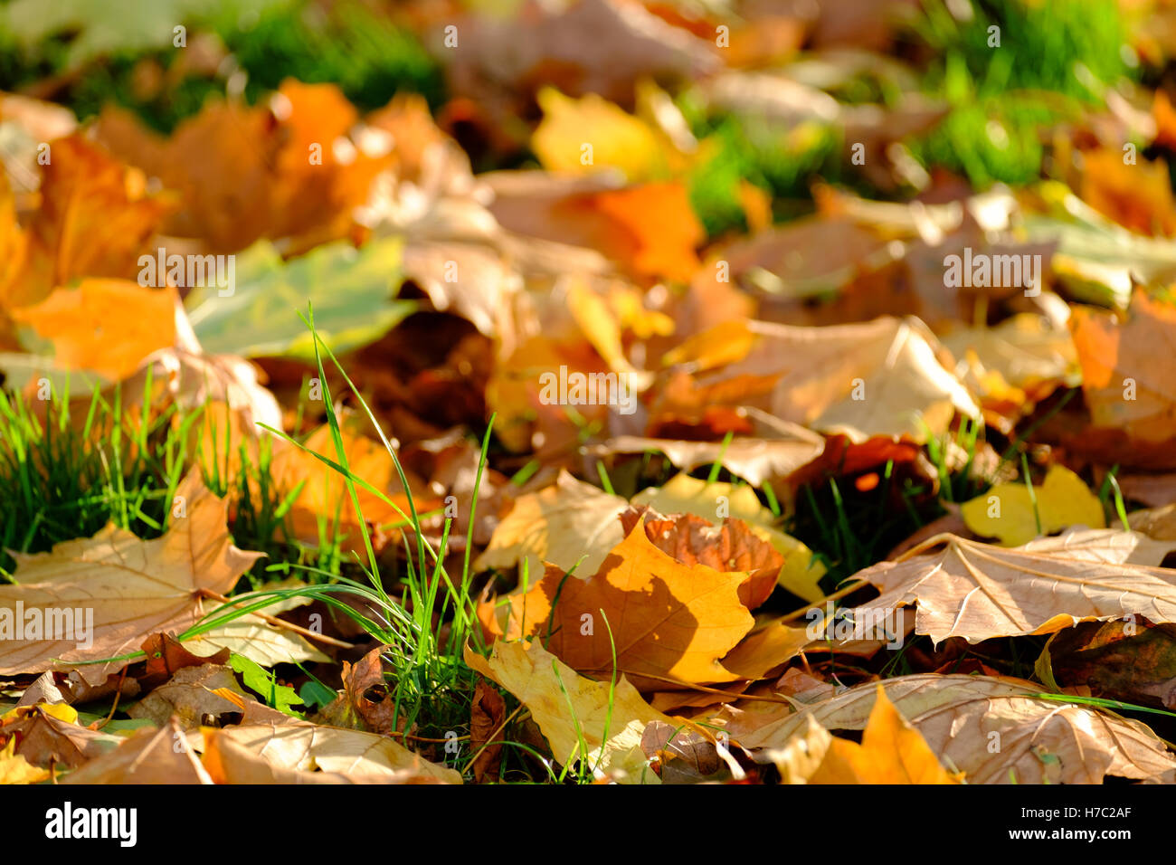 Heller Herbst Blatt Closeup Hintergrund. Victoria Park, East London Stockfoto