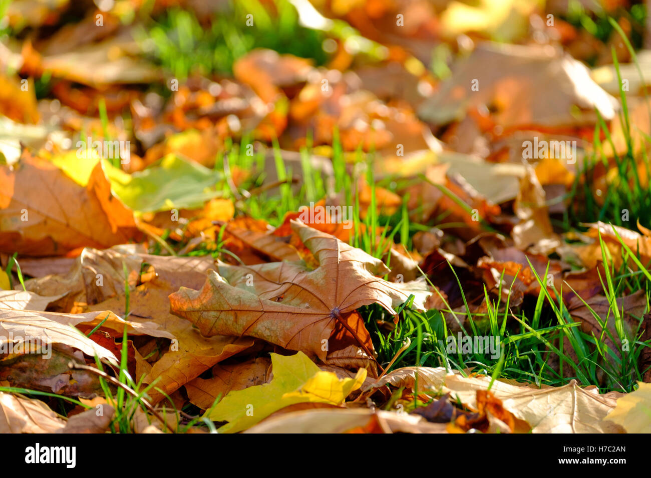 Heller Herbst Blatt Closeup Hintergrund. Victoria Park, East London Stockfoto