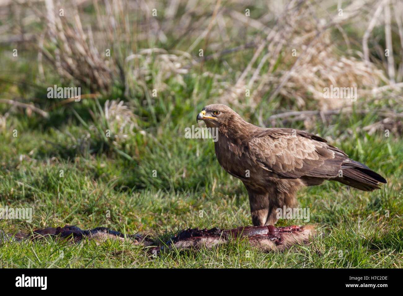 Schreiadler Aquila Pomarina, Schreiadler Stockfoto