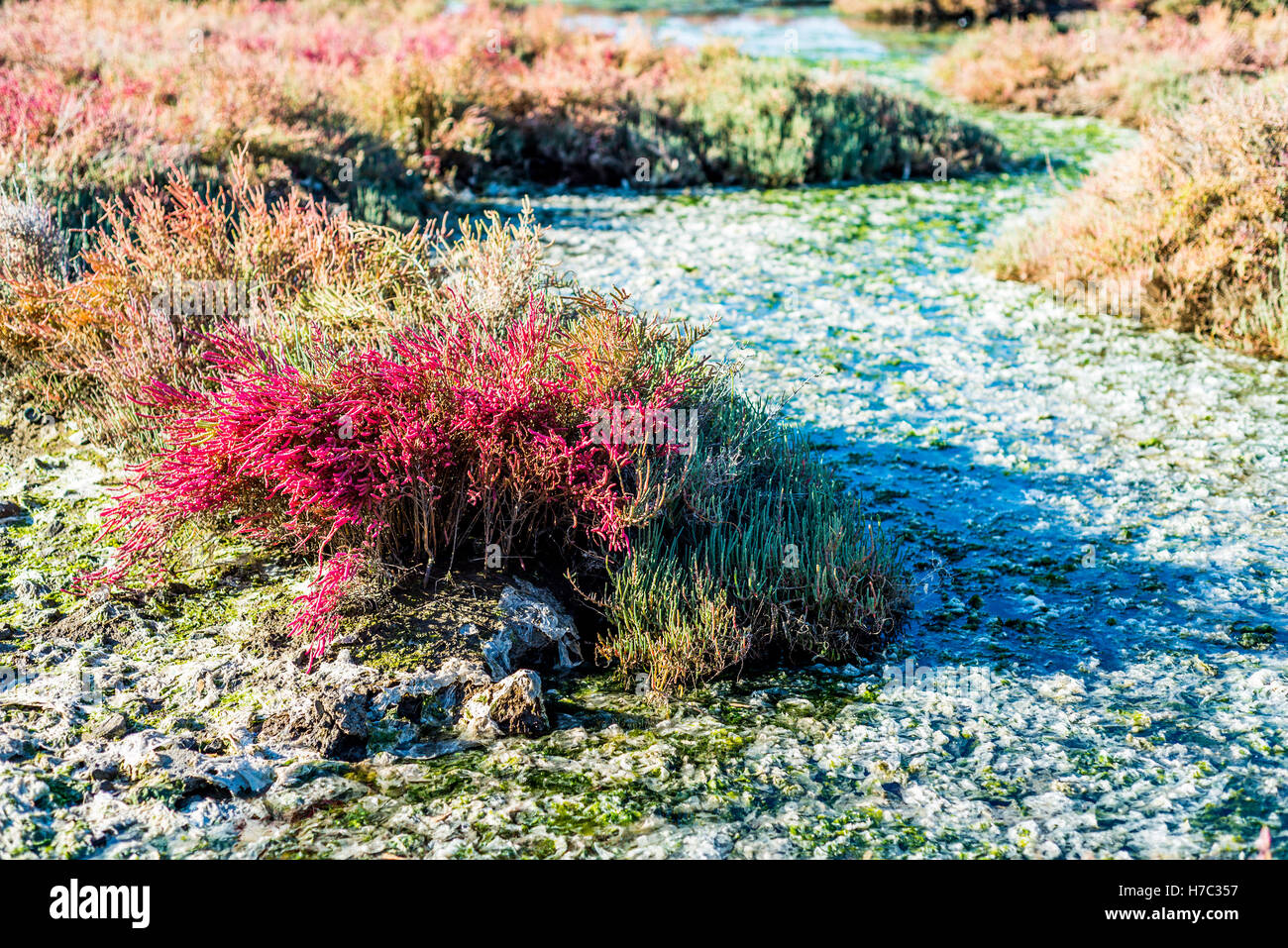 Rot, weiß und grün Algen blühen im Delta auf die Bucht von Izmir Stockfoto