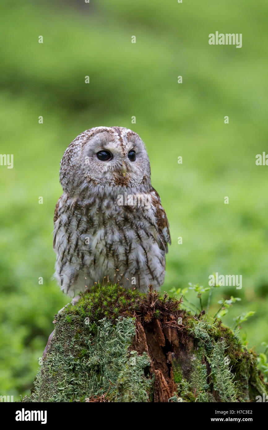 Waldkauz, Strix Aluco, Waldkauz Stockfoto