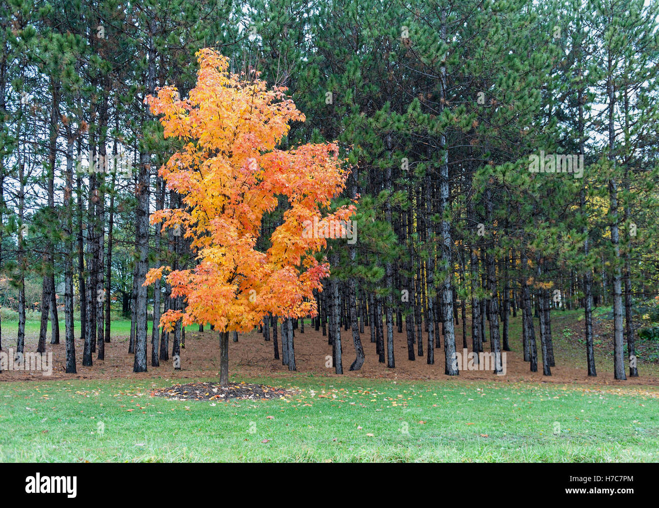 Einzelne Ahornbaum im Pinienwald Stockfoto