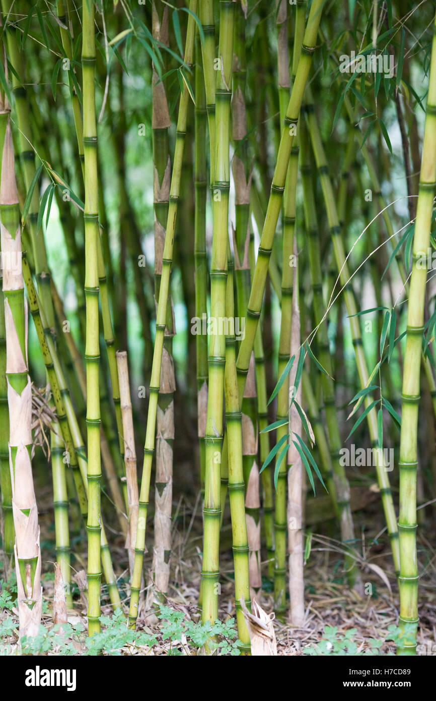 Bambusstämme im Herbst. Stockfoto