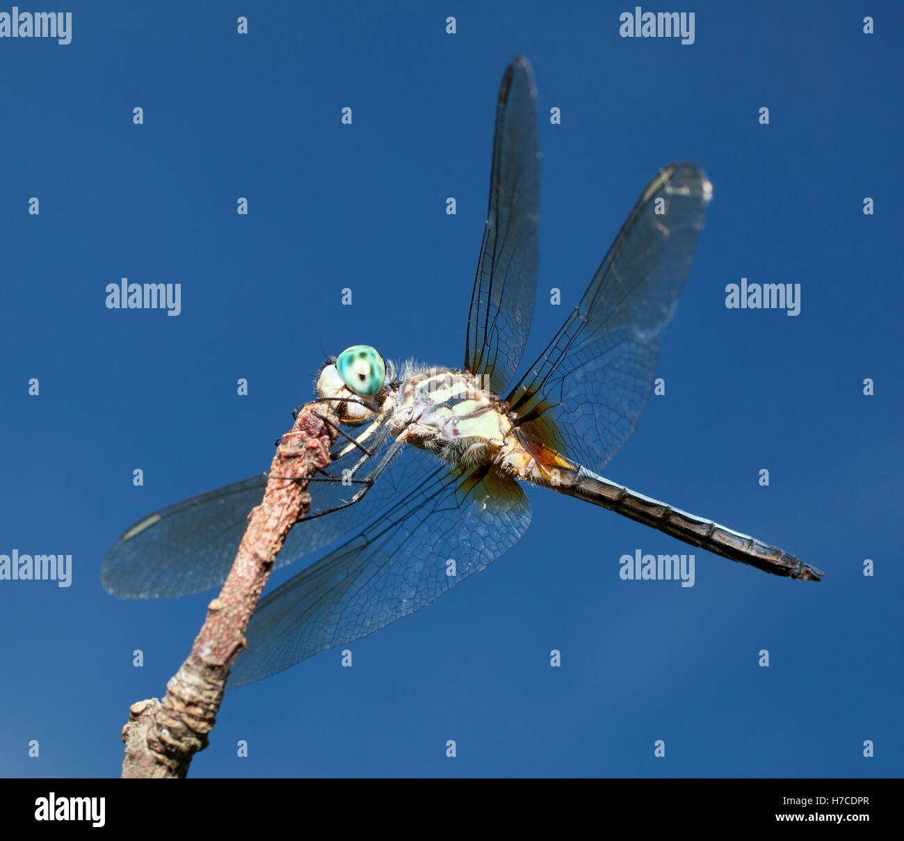 Libelle mit blauen Augen und grüne Lichtkörper auf einem Ast Stockfoto
