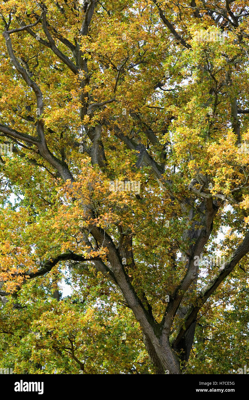 Quercus Robur. Eiche Baum im Herbst. Stockfoto