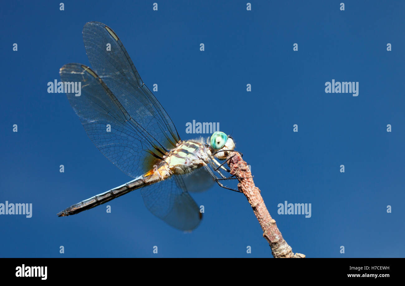 Libelle mit einem Grünkörper und blauen Augen auf einem Ast Stockfoto