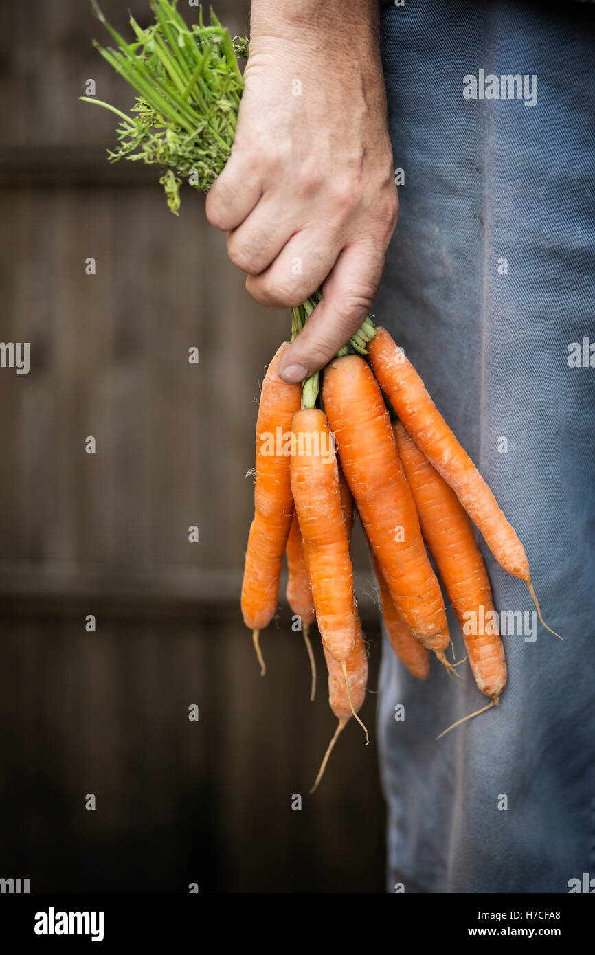 Mann hält eine Reihe von frischen Karotten Stockfoto