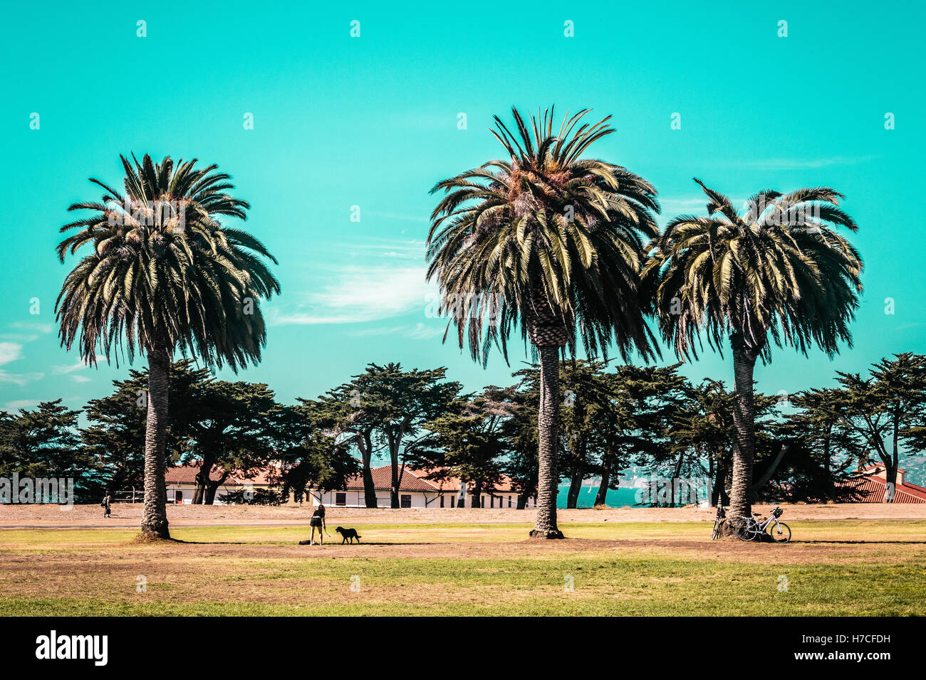 Foto von Palmen in San Francisco Stockfoto