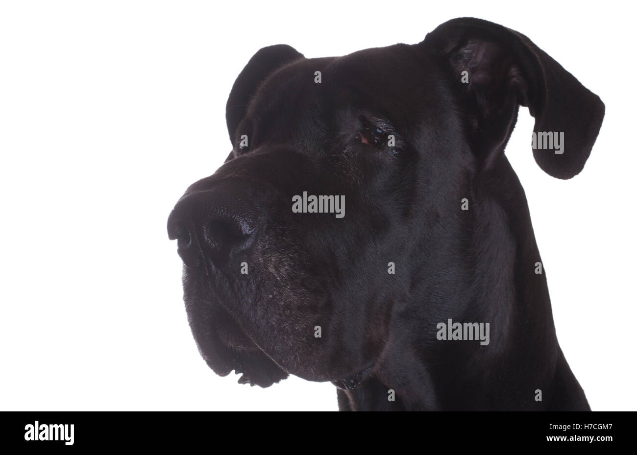 Seite Schuss in den Kopf einer reinrassigen schwarzen Dogge isoliert auf weiss Stockfoto