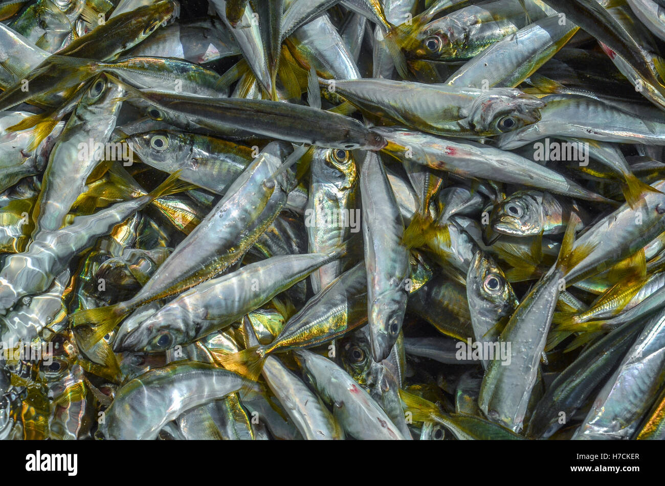 Fischen Sie bei einem Fischhändler Stall in Istanbul Stockfoto