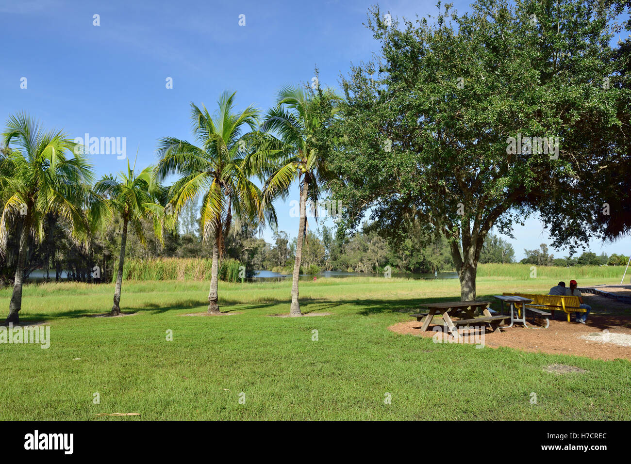 Picknick Bänke durch Bäume Teil des Lee County, Seen Regional Park, Fort Myers, Florida Stockfoto