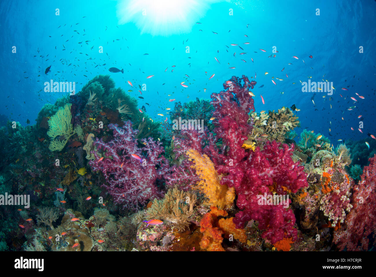 Lebendige weiche Korallenriff tubbataha, Philippinen - Licht durch eine strahlende Sonne und kristallklarem Wasser mit viel lebendiger Leben! Stockfoto