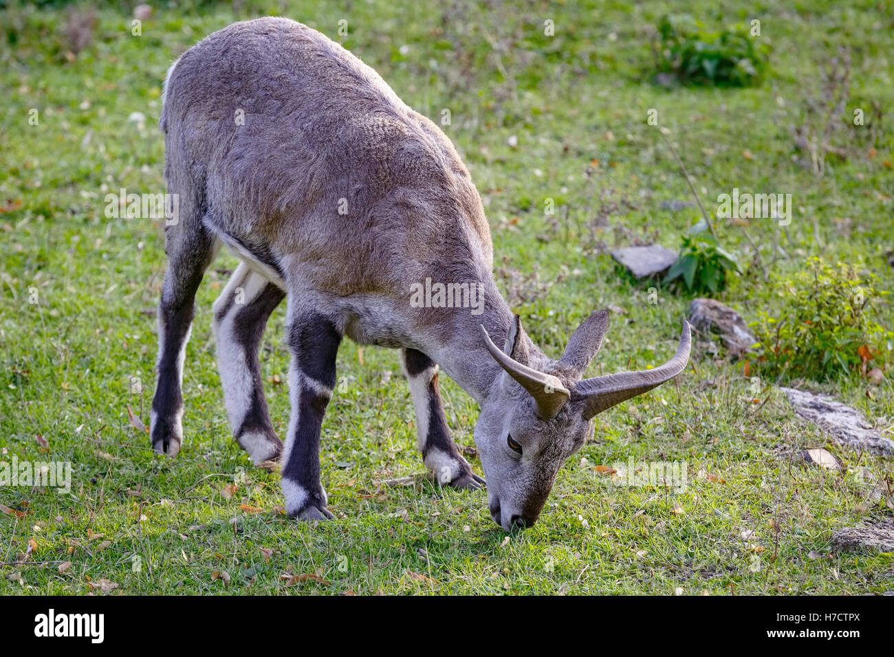 Schafe (Pseudois Nayaur) ist auf der Wiese Rasen essen. Stockfoto