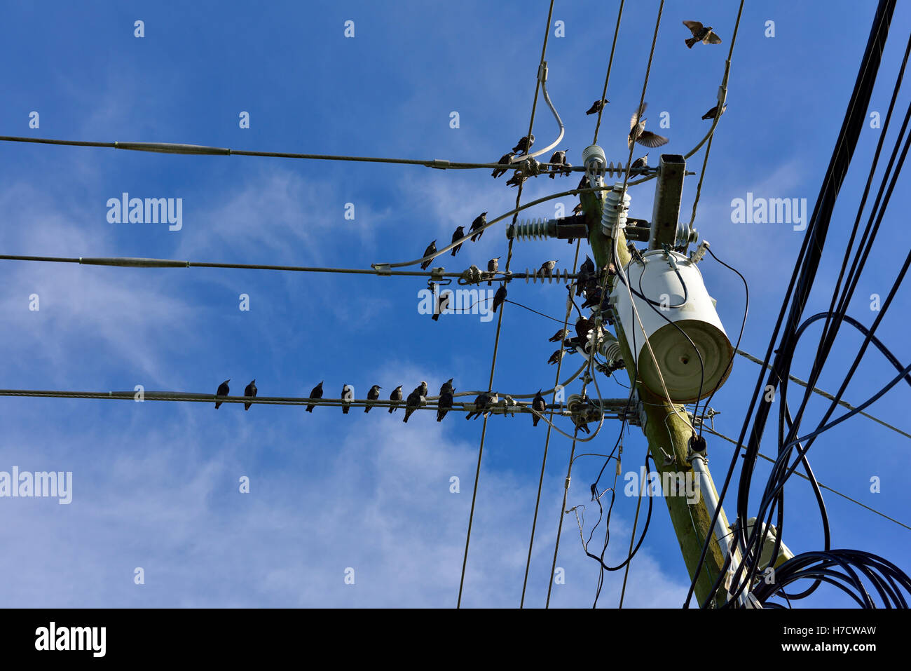 Vögel auf Drähte der Strommast gegen blauen Himmel Stockfoto