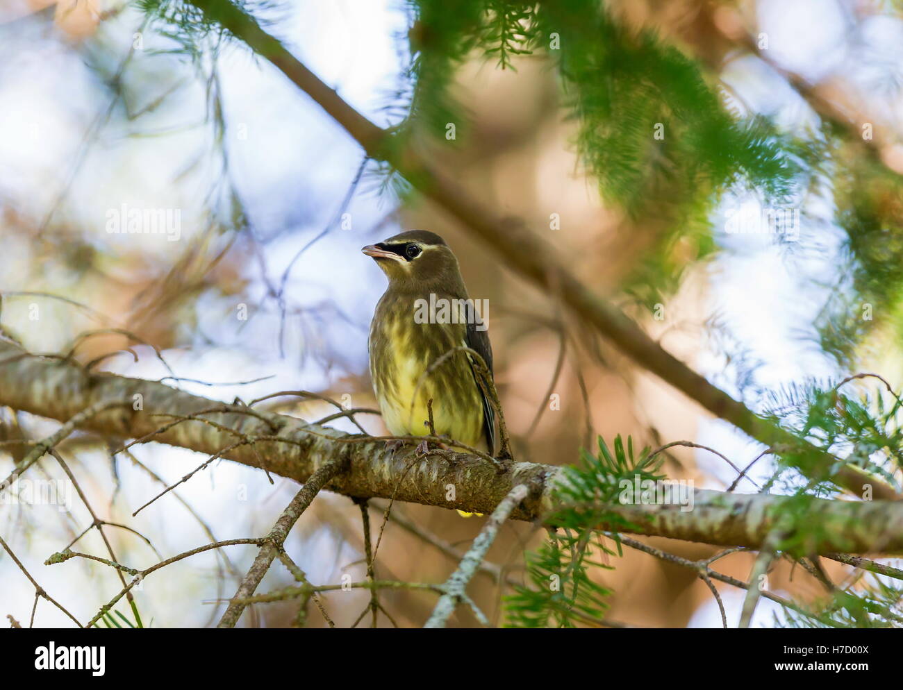 Das gelbe Band am Ende der Rute ist schmaler bei Jungtieren als bei Erwachsenen und Jugendlichen fehlt die rote, wachsartige Flügelspitzen. Stockfoto