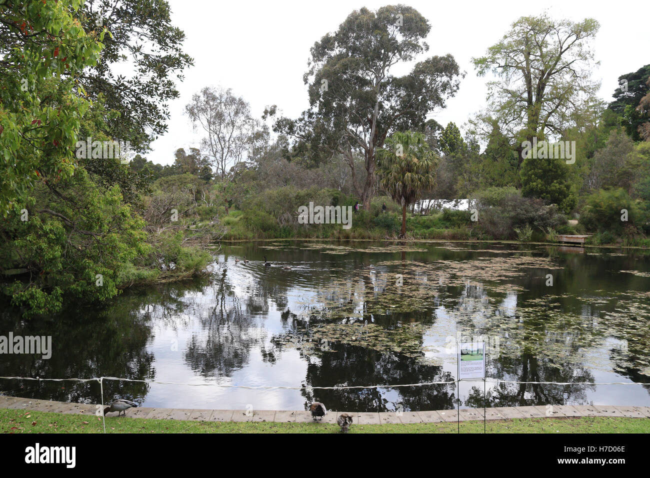Zier-See in den Royal Botanic Gardens in Melbourne. Stockfoto