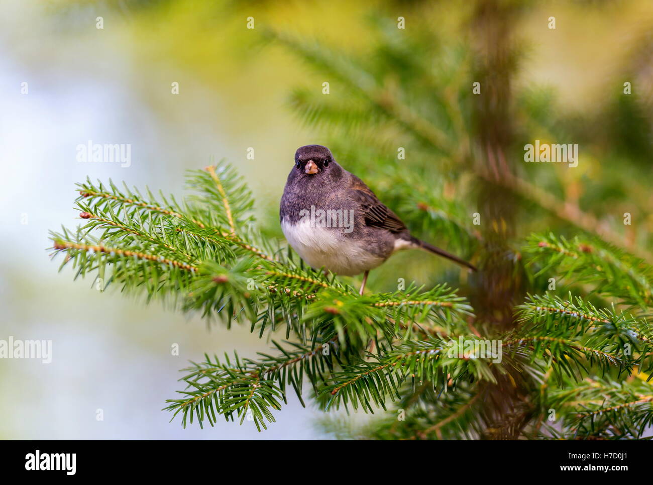 Die dunklen Augen Junco ist eine Art von Juncos, eine Gattung von kleinen grauen amerikanische Spatzen. Stockfoto