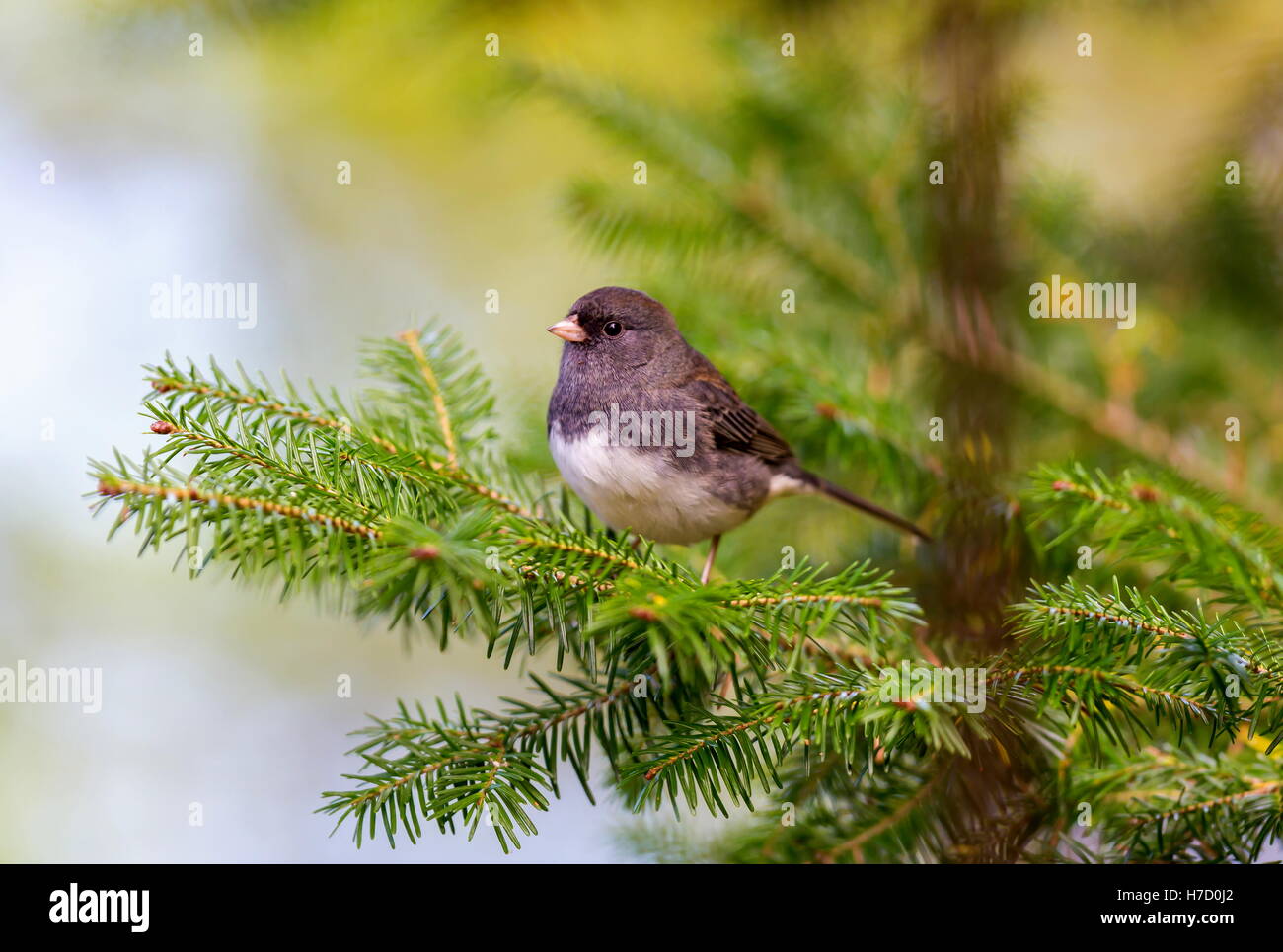 Die dunklen Augen Junco ist eine Art von Juncos, eine Gattung von kleinen grauen amerikanische Spatzen. Stockfoto