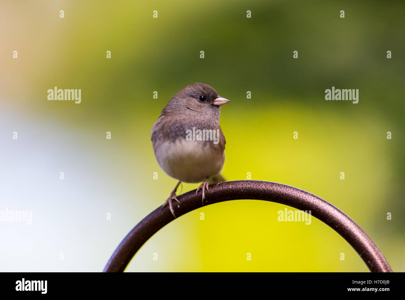 Die dunklen Augen Junco ist eine Art von Juncos, eine Gattung von kleinen grauen amerikanische Spatzen. Stockfoto