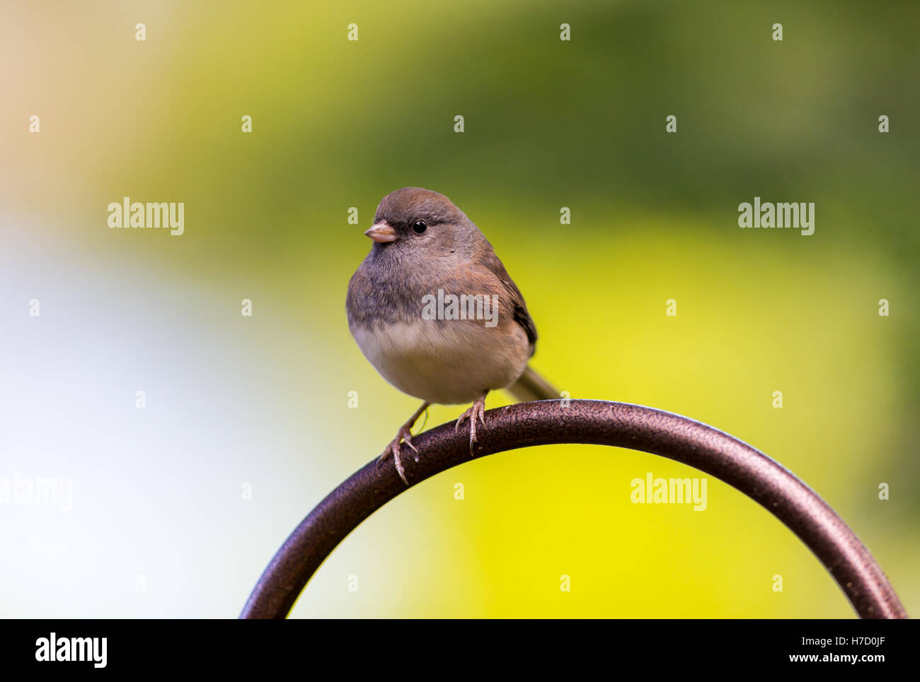 Die dunklen Augen Junco ist eine Art von Juncos, eine Gattung von kleinen grauen amerikanische Spatzen. Stockfoto