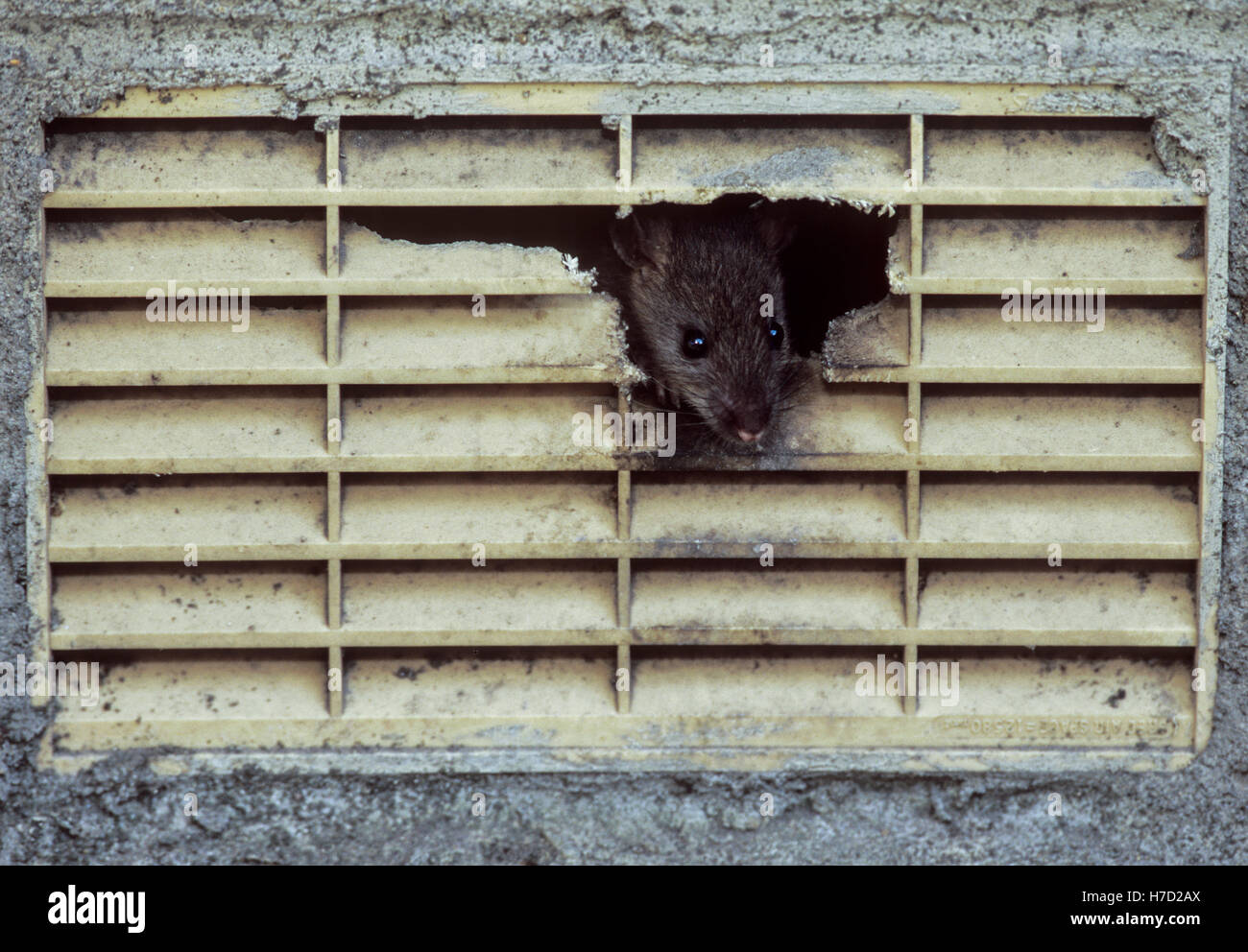 Braune Ratte,(Rattus norvegicus), Kollegen von innen eine Entlüftungsöffnung gekaut Luft auf ein Haus, London, Vereinigtes Königreich. Stockfoto