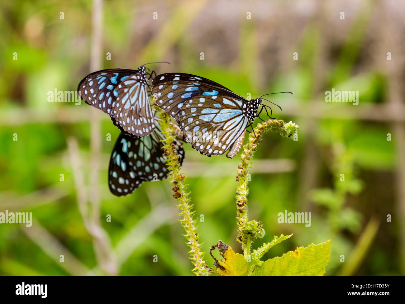 Der blaue Tiger ist ein Schmetterling in Indien, d. h. die Danaid Gruppe der Bürste leichtfüßig Schmetterling Familie gefunden. Stockfoto