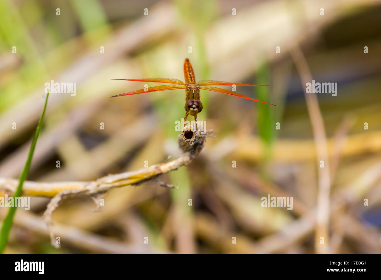 Eine Libelle ist ein Insekt, die Ordnung Odonata, Unterordnung Anisoptera angehören. Stockfoto