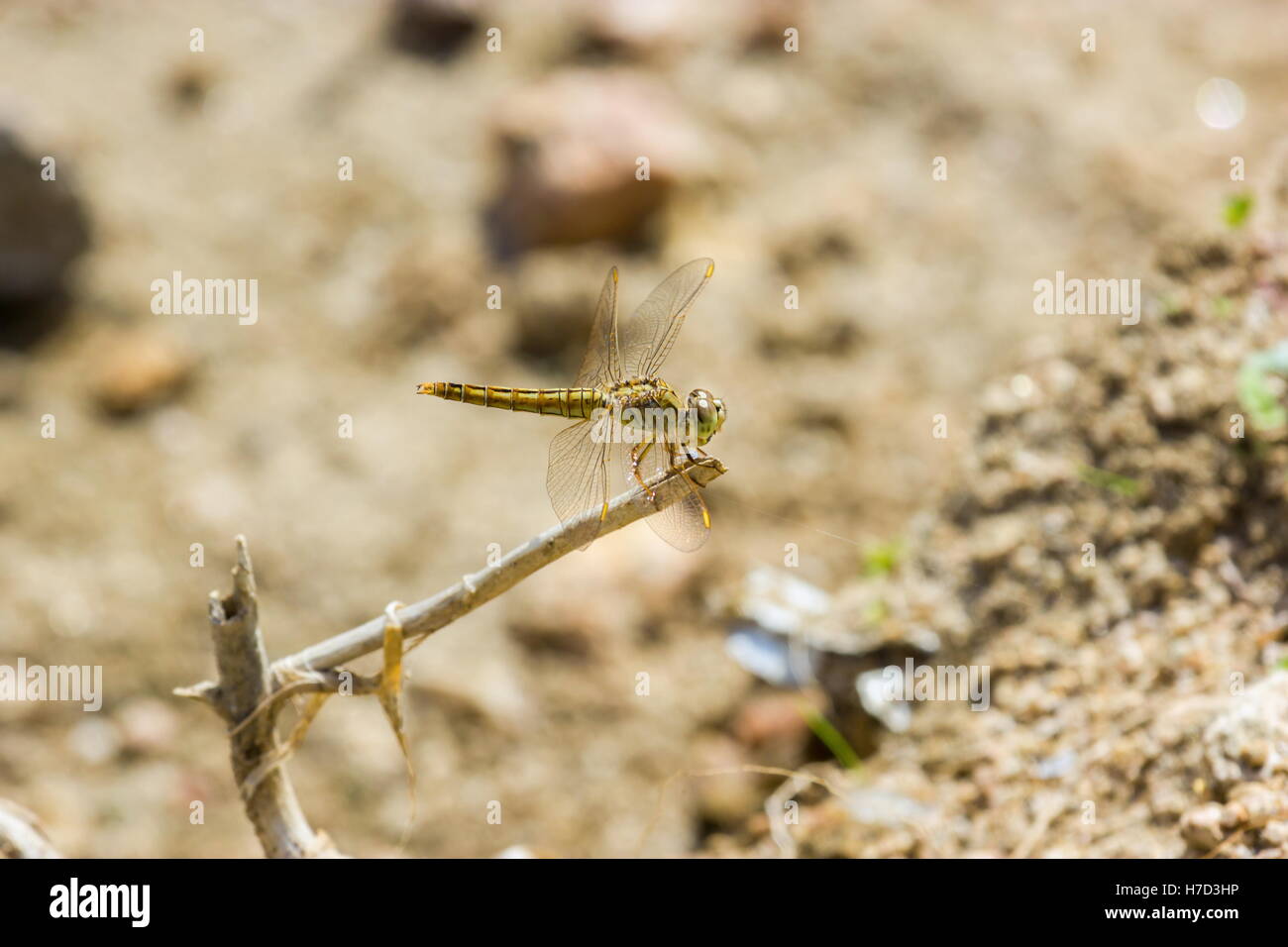 Eine Libelle ist ein Insekt, die Ordnung Odonata, Unterordnung Anisoptera angehören. Stockfoto