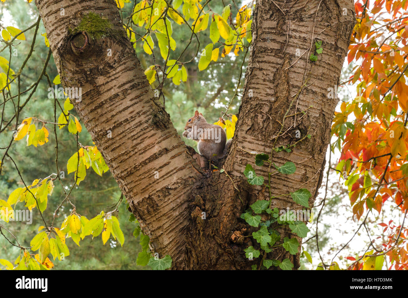 Ein graues Eichhörnchen sitzt in der Gabel eines Baumes an einem Herbsttag. Stockfoto