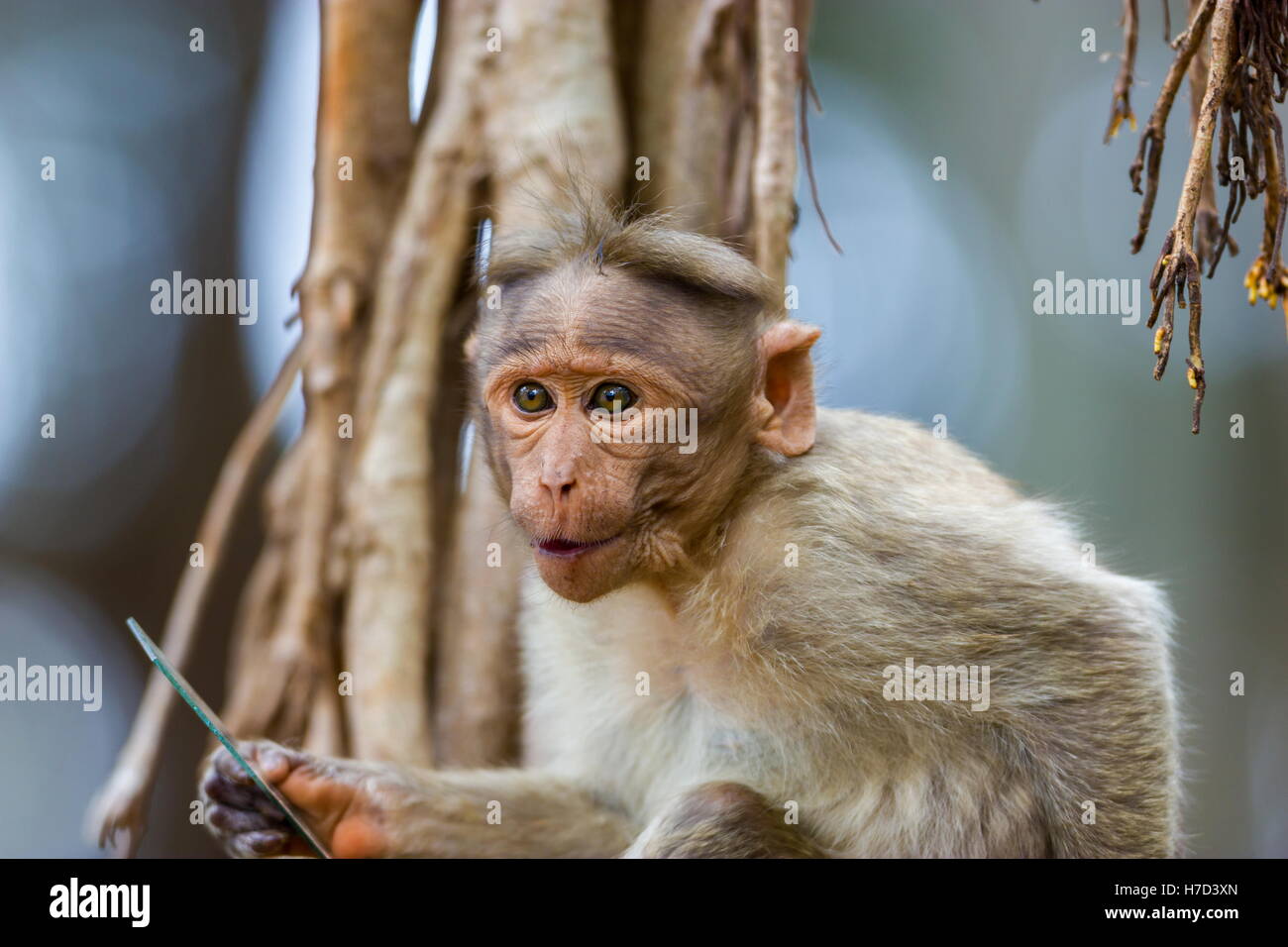 Die Motorhaube Makaken ist ein Makake endemisch in Süd-Indien. Stockfoto