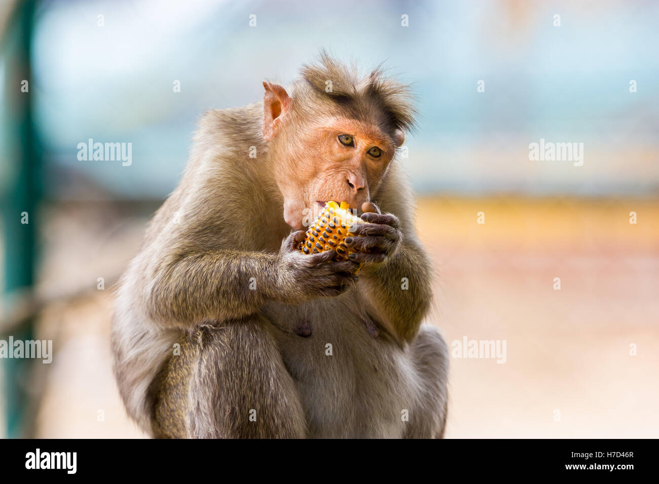 Die Motorhaube Makaken ist ein Makake endemisch in Süd-Indien. Stockfoto