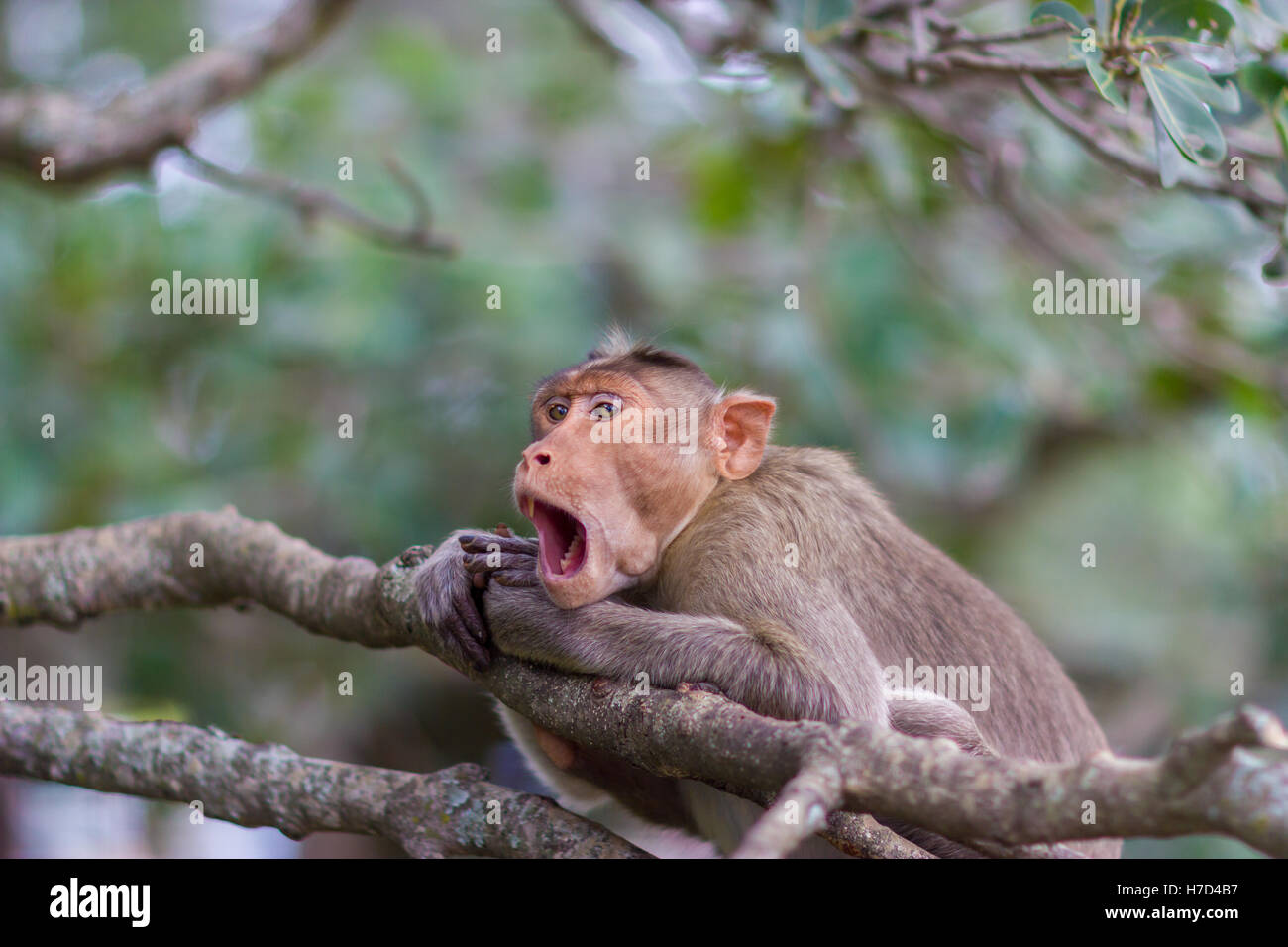 Die Motorhaube Makaken ist ein Makake endemisch in Süd-Indien. Stockfoto