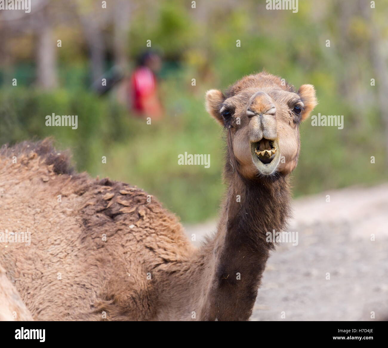 Die Alte Kamele Frage Ist Ein Hocker Oder Zwei Arabischen Kamele Auch Bekannt Als Dromedare Haben Nur Einen Buckel Aber Sie Setze Ich Stockfotografie Alamy