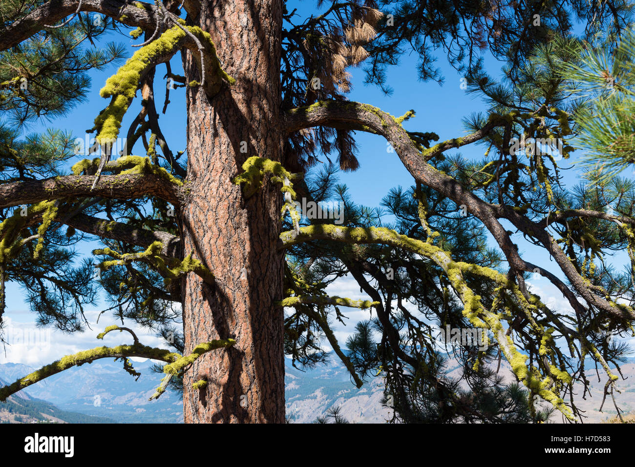 Hellen grünen Flechten auf die Zweige einer Tanne drapiert. Nord-Kaskaden, Washington, USA. Stockfoto