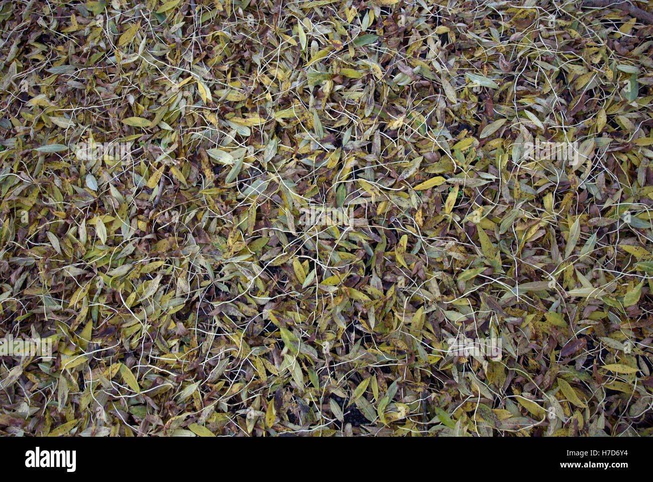 Abstrakte Blatt Hintergründe Laub auf dem Waldboden Stockfoto