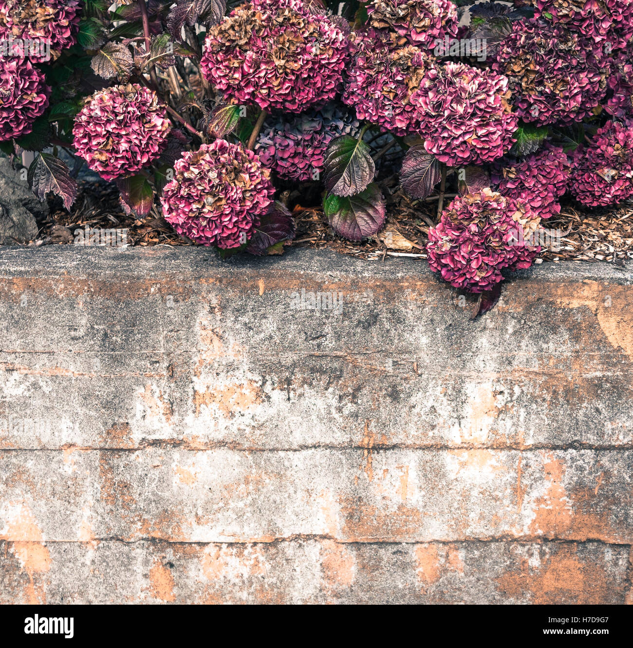 Lila Hortensie Pflanze und verfallende orange Betonwand im Spätherbst mit diffusem Licht Stockfoto