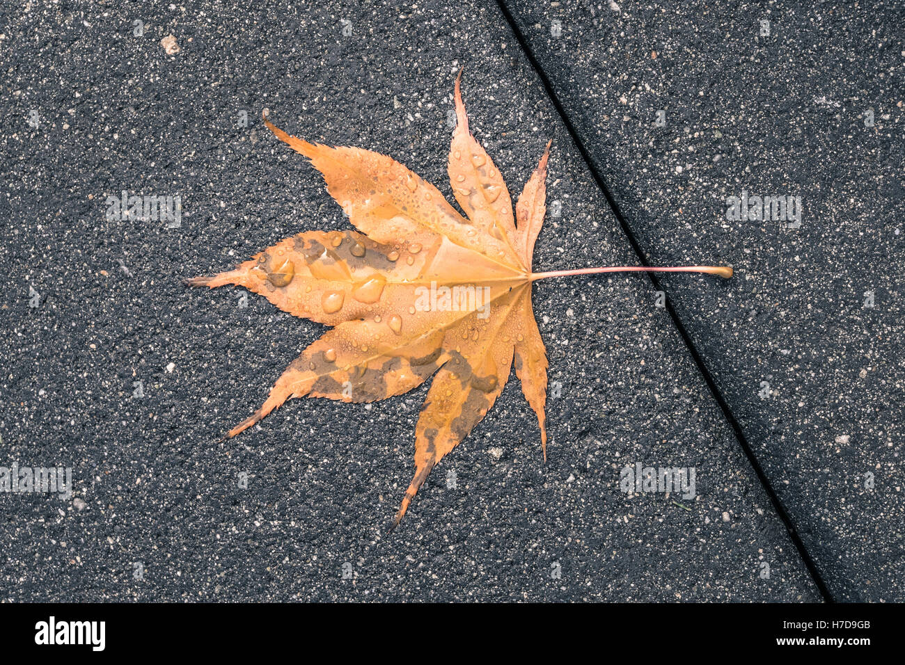 Ein einziges nasses Ahornblatt auf dem Bürgersteig gefallen Stockfoto
