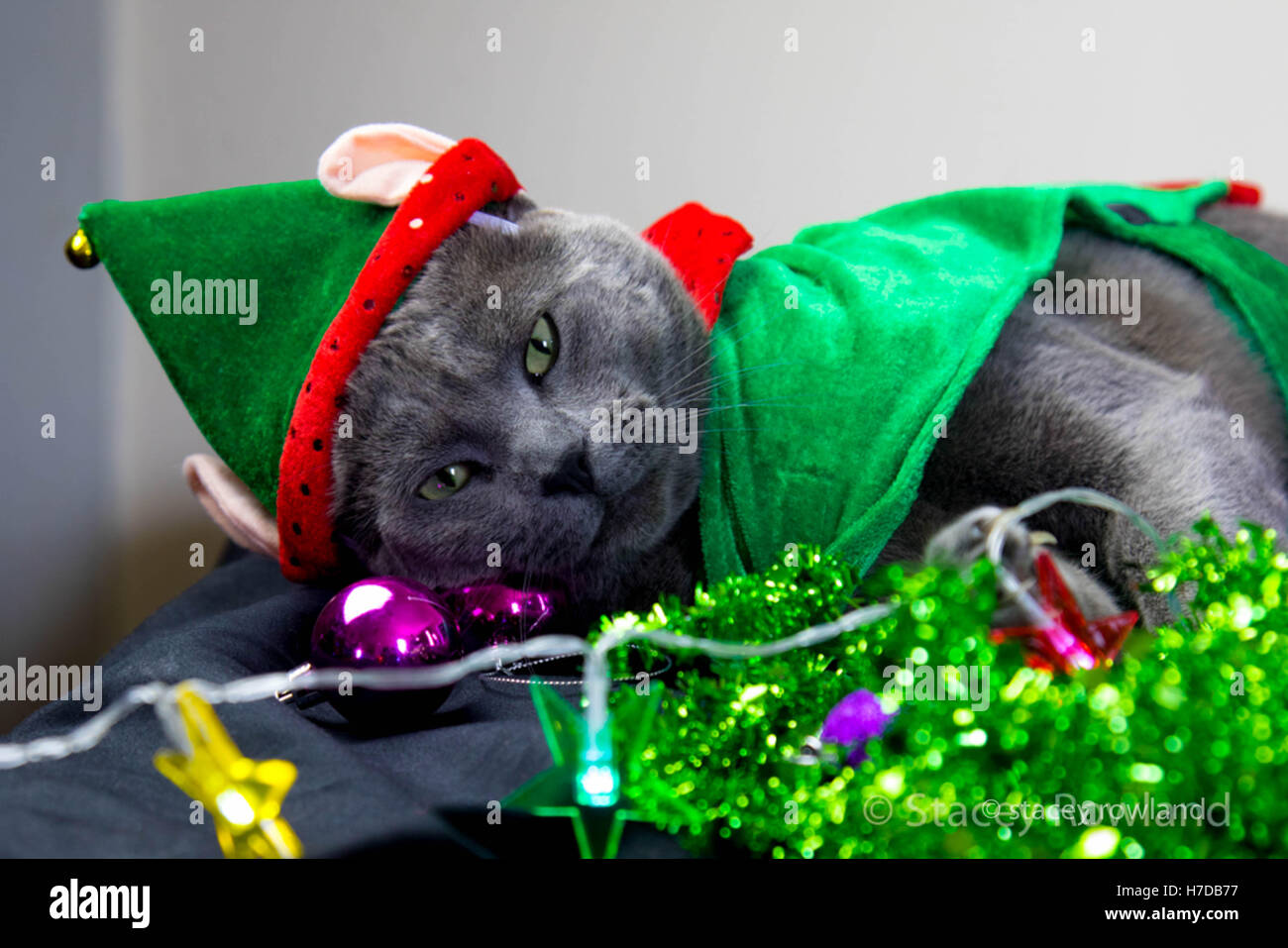 Katze als Elfe verkleidet. Stockfoto